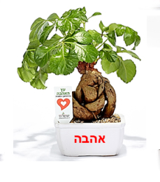 מארז עציץ ויין משודרג